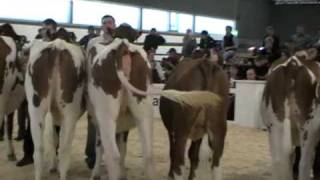 Berner Junior Expo 2009 Wahl der Rindermiss RedHolstein [upl. by Odoric160]