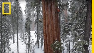 Magnificent Giant Tree Sequoia in a Snowstorm  National Geographic [upl. by Eyks]