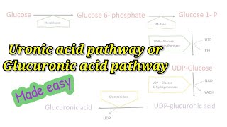 Uronic acid pathway made easy How to remember Glucuronic acid pathway easily biochemistry [upl. by Four]