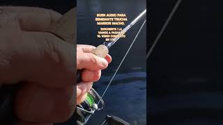 TRUCHA MARRON MACHO GRNADE pesca fishing fish parati bigfish trucha fishinglife fishinglure [upl. by Nosniv]