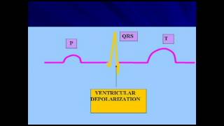 AP2 EXAM 1 HEART DEPOLARIZATION amp REPOLARIZATION OF HEART CHAMBERSavi [upl. by Alphonse]