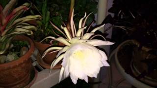 Epiphyllum oxypetalum Night Blooming Cereus Babe in a Manger plant [upl. by Drofkcor]