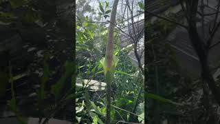 Amorphophallus asper in full bloom amorphophallusasper javaniskaelflora [upl. by Harty]