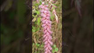 Pennisetum pedicellatum Poaceae familynature trending flowersgarden gardening forestflower [upl. by Verda]