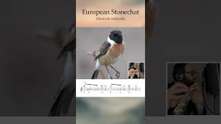 European Stonechat Flute and Synth [upl. by Knarf]