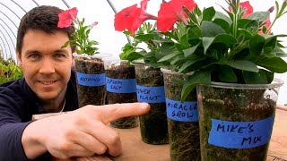 Rooting Petunia Cuttings and Comparing Fertilizer  Epsom Salt MiracleGro Mother Plant [upl. by Longan]