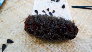 Collecting seed from banksias [upl. by Katrina]