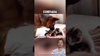 Gran pastor conoce a los hijos de su hermana gata [upl. by Ailehpo]