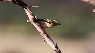 Pardalotes of Australia [upl. by Yemrej]