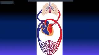 FISIOLOGIA  HEMODINAMIA 1ra Parte Lucas Gracia [upl. by Warfold434]