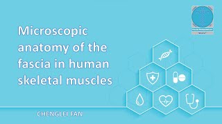 Microscopic anatomy of the fascia in human skeletal muscles [upl. by Nyad]