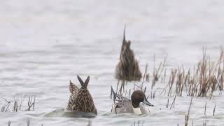 Pintails at RSPB Frampton Marsh [upl. by Crin]