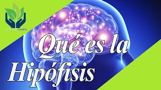 Hipófisis glándula pituitaria qué es características funciones [upl. by Maier]