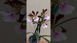 Encyclia Randii 🥰 orquidealinda floracão orquideaencyclia [upl. by Ahtis]