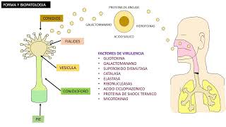 Apergilosis Aspergillus Fumigatus [upl. by Simmons878]