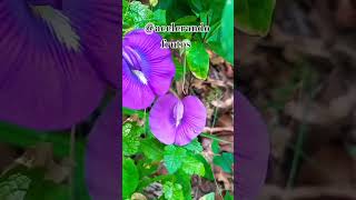 Centrosema virginianumclitoria dentre outros nomes planta interessante linda shorts 🇧🇷 [upl. by Alegre]