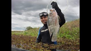 MUITO PEIXE A MENOS DE UM METRO DE PROFUNDIDADE [upl. by Cott]