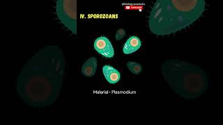 Examples of Protozoans  Protozoan protists  Kingdom Protista [upl. by Bolitho]