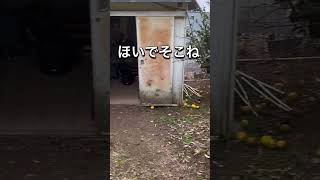 【元気丸】やっぱりお気に入りの所楽しいんだわん🐶 [upl. by Oribel]