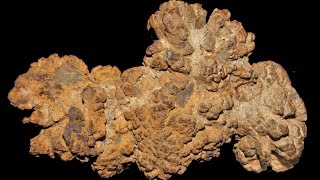 Coprolite Chemistry  what fossilised faeces can tell us about extinct animals [upl. by Correna705]