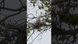 Great egret feeding babies [upl. by Stephenie]