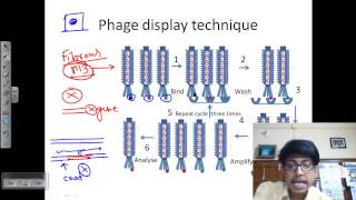 Phage display technique [upl. by Ninazan]