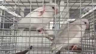 Parrotlets For Sale by Rare Parrotlet Breeders  Call 352 9425710 [upl. by Arfihs]