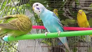 1 Hour 30 min of Budgie Best Friends  Mango and Chutney  Singing and Talking Sounds  Birds Garden [upl. by Nire]