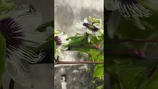 love passion fruit flowering  roof top passion fruit nepal लहरे आप को फुल ।। [upl. by Pail]