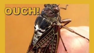 Ouch Drilled By Cicada [upl. by Bibbye]