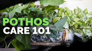 Pothos Care 101 Is This the Easiest Houseplant to Care For [upl. by Arnst]