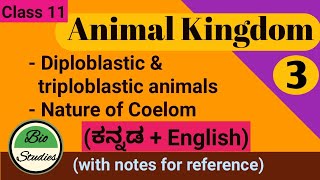 in Kannada Class 11Animal KingdomPart 3  Diploblastic amp Triploblastic animals Nature of Coelom [upl. by Urban]