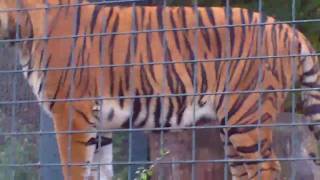 Tigers and Black Panther Tierpark BerlinFriedrichsfelde 133 [upl. by Sebastien]