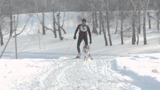 Husky dog and man athlete during skijoring competitions [upl. by Odnalor133]