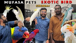 Chennai Rare Exotic Bird Shop  Mufasa Pets  Wild and Hand Tamed Birds for Sale Delivery Available [upl. by Renruojos]