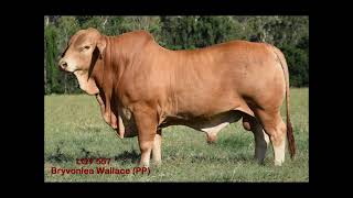 Bryvonlea Droughtmasters February All Breeds Bull Sale 14th Feb 2023 Lot 557 Bryvonlea Wallace [upl. by Ennagrom]