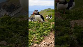 Close Up puffins [upl. by Eittod]