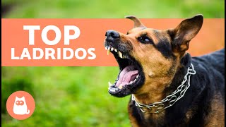 Los mejores VÍDEOS de PERROS LADRANDO 🐶🐾 ¡LADRIDOS de PERROS Enojados Felices y Graciosos [upl. by Rodolphe82]