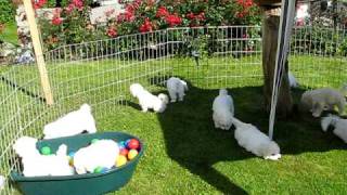 Bichon Frisé  Puppies 9 Weeks [upl. by Idnar]