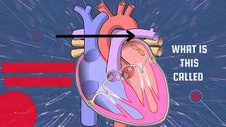 Human Heart ❤️❤️ Anatomy 💔🫀 Heart essential science youtubevideo heart anatomy [upl. by Nehttam]