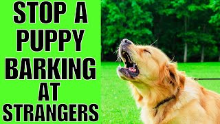 How To Stop A Puppy From Barking At Strangers EASY [upl. by Notseh]