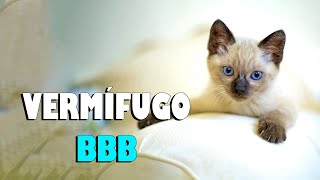 VERMÍFUGO PARA GATO bom e barato  Gatil Hauser [upl. by Romie]