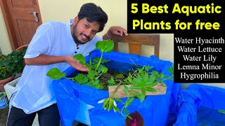 5 Best Aquatic Plants for free for Aquarium  Easy to care aquarium plants  Aquarium plants benefit [upl. by Jinny]