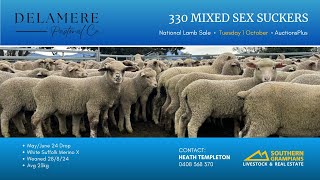 330 Delamere Pastoral mixed sex Suckers  AuctionsPlus National Lamb Sale Tue1st October [upl. by Sneed381]