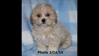 Watch me growsweet teddy bear fuzzywuzzy shichon zuchon puppies [upl. by Zenitram]