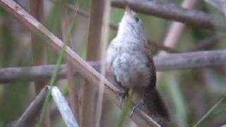 Zapata Wren  Ferminia cerverai [upl. by Newby]