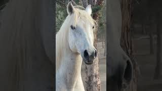 🐴Compañeros inseparables✨🌟animales animals fauna naturaleza caballos horses [upl. by Hakeber]