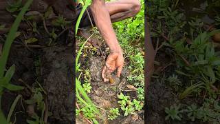 Eel Fishing Video From Deep fishing fish [upl. by Amitarp]