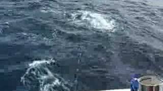 Marlin Fishing in Cabo San Lucas Mexico [upl. by Kwasi39]