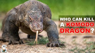 6 Animals That Could Defeat A Komodo Dragon [upl. by Lledrac]